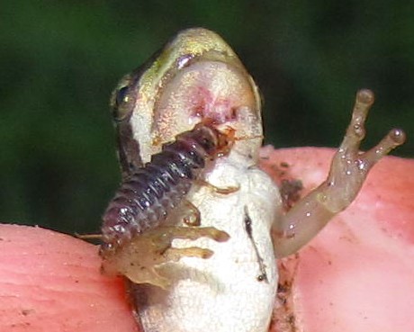 Larva parassita di anfibi: Epomis circumscriptus (Carabidae)